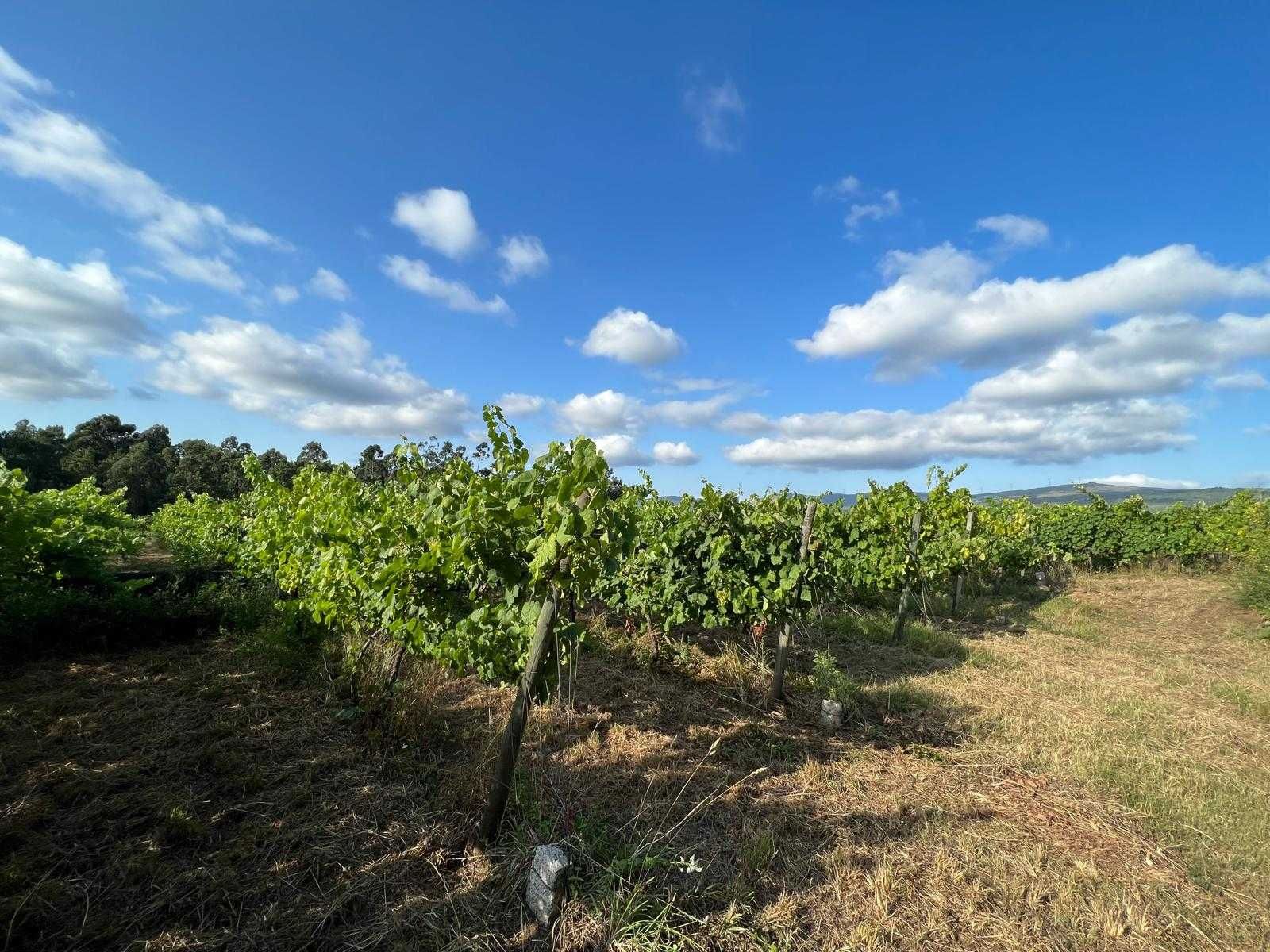Quinta com vinha em Valença (Torre, São Julião)