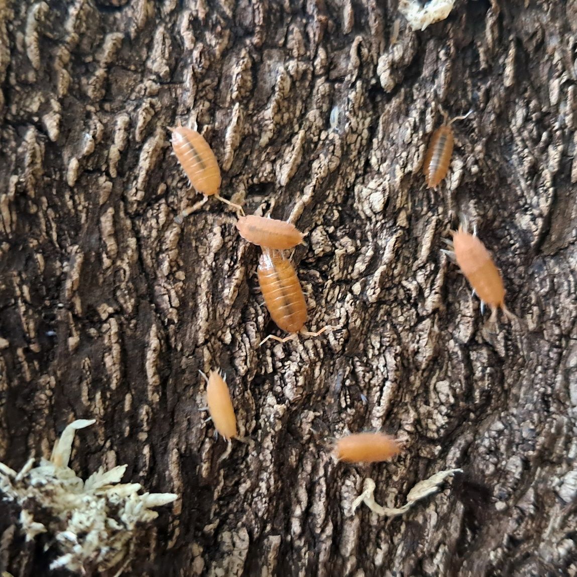 Isopody Porcellionides pruinosus powder orange ekipa sprzatajaca