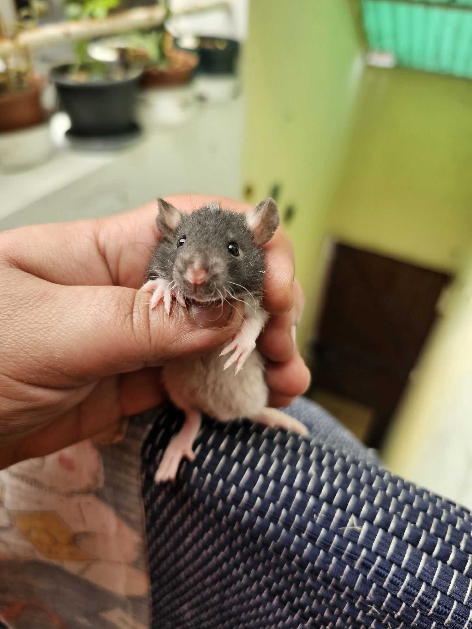 Ratazanas Domesticas / Gaiola