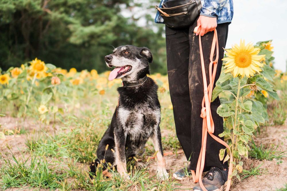 9 letni Bili do adopcji!