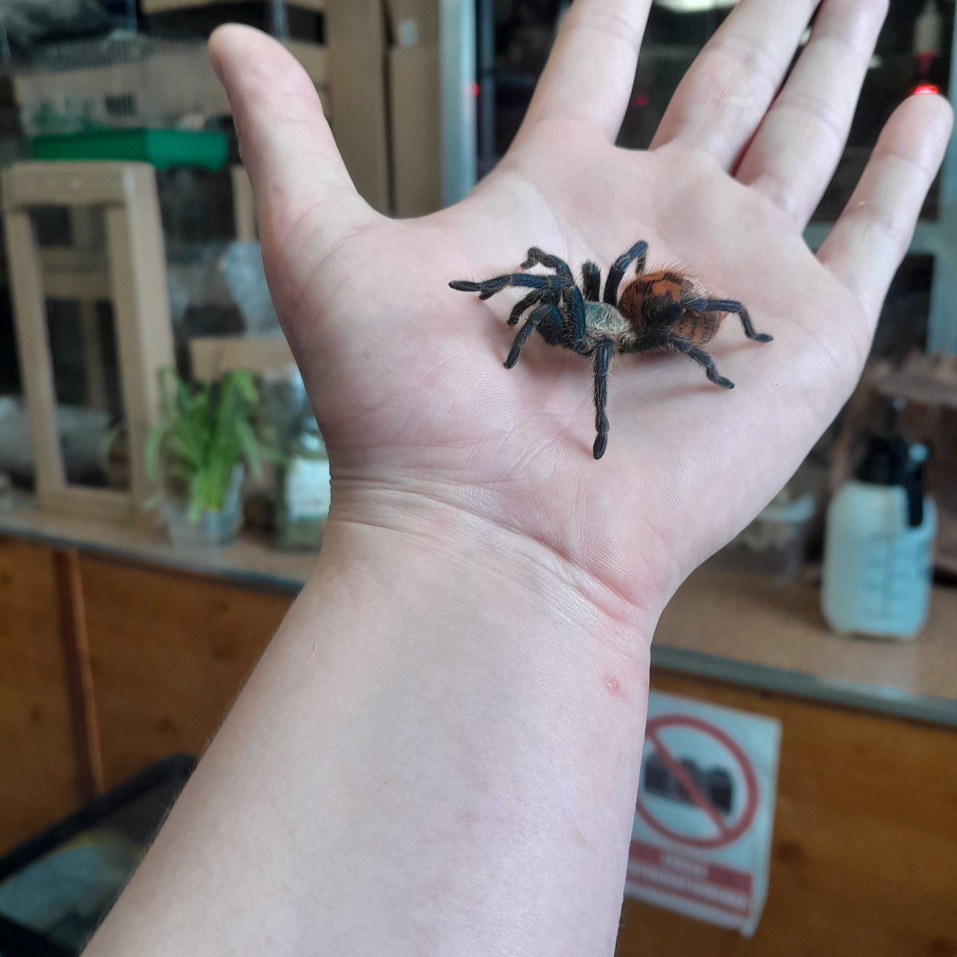 Chromatopelma cyaneopubescens l4