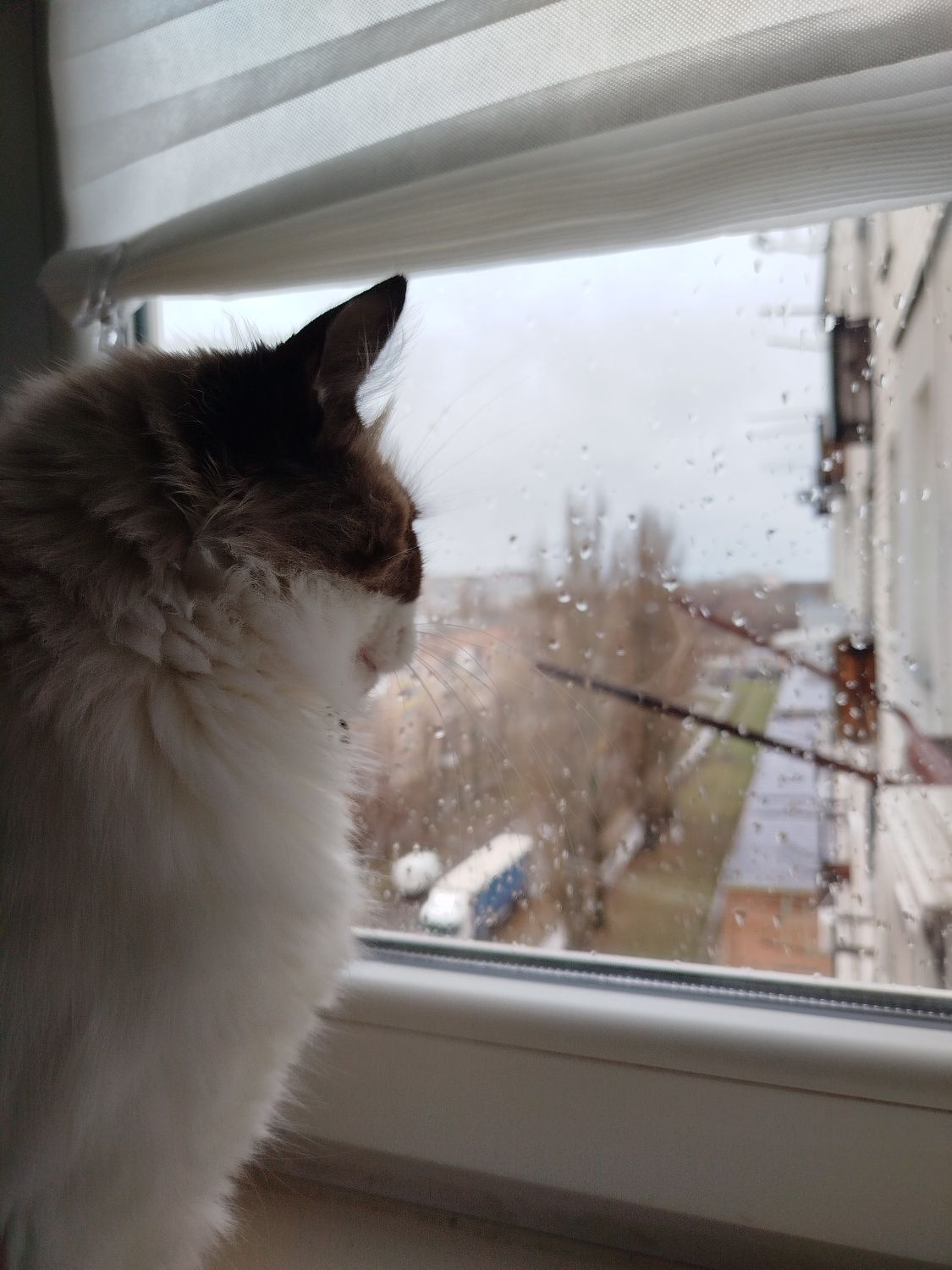 Котик муркотик у добрі руки