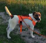 Jack russell terrier Reproduktor