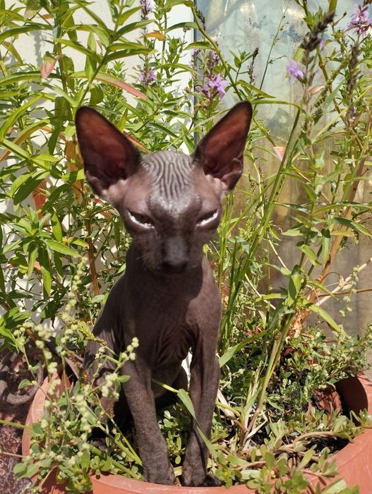 Котята канадского сфинкса