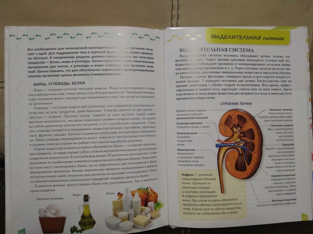 Книга "О теле человека"
