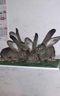Belgijski Olbrzym Szary Hodowla królików rasowych 292P