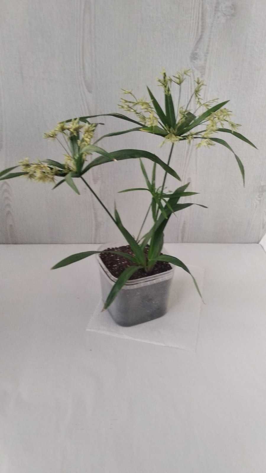 Цветущий карликовый циперус (C.V.alternifolius L).