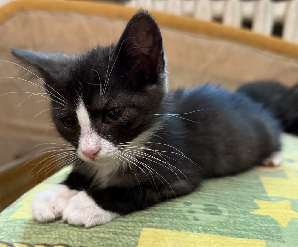 Кот. Кошка. Кошеня. Котенок. Коти.