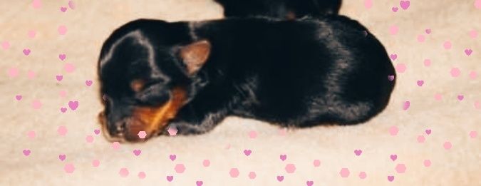 Śliczne szczeniaczki rasy Yorkshire terrier