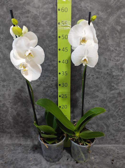 Орхідея біла ,на подарунок