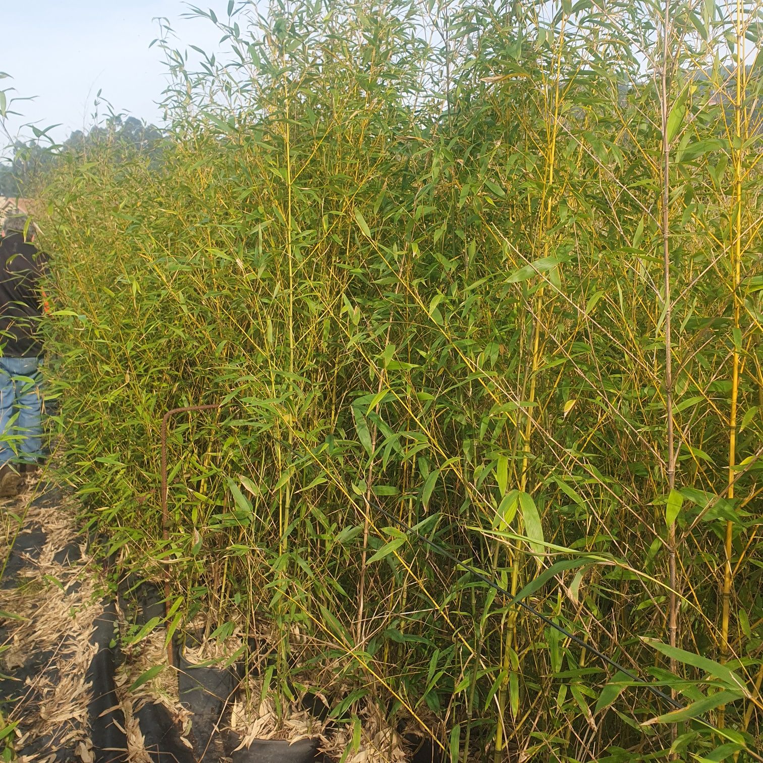 Bambu aurea, nigra e outros