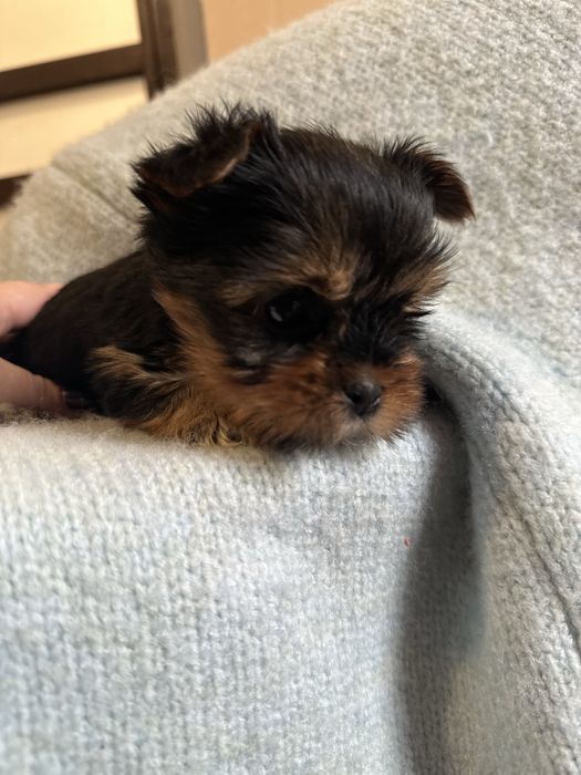 York yorki czarne mini