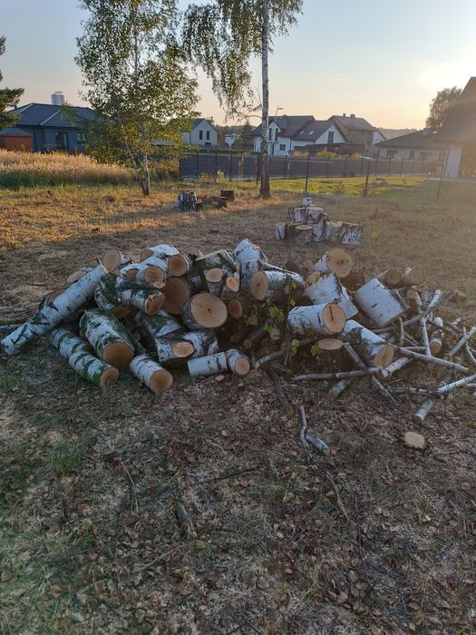 sprzedam drzewo brzoza