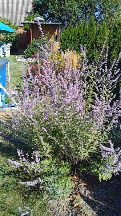 Декоративные кустарники и многолетники. Лавандин сантолина перовския