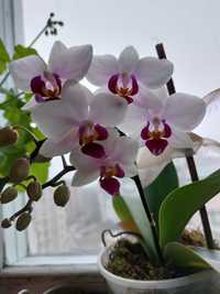 Орхидея средняя мини. Начало цветения