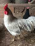 trio de raça australorp