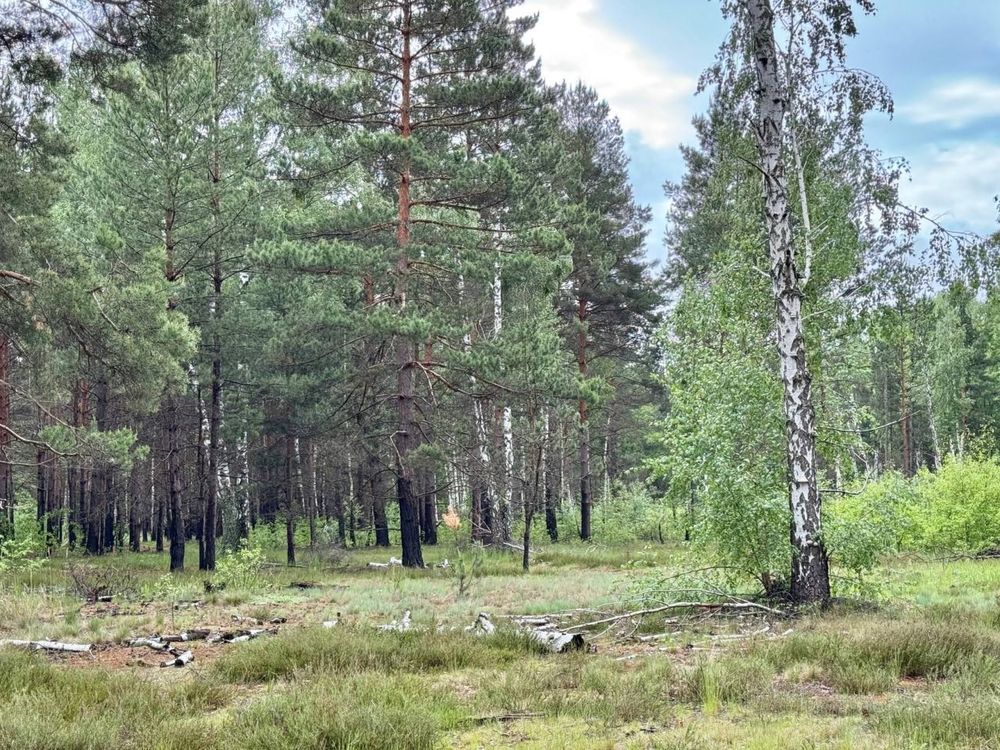 ‼️ Терміново Земельна ділянка 14 га с. Королівка
