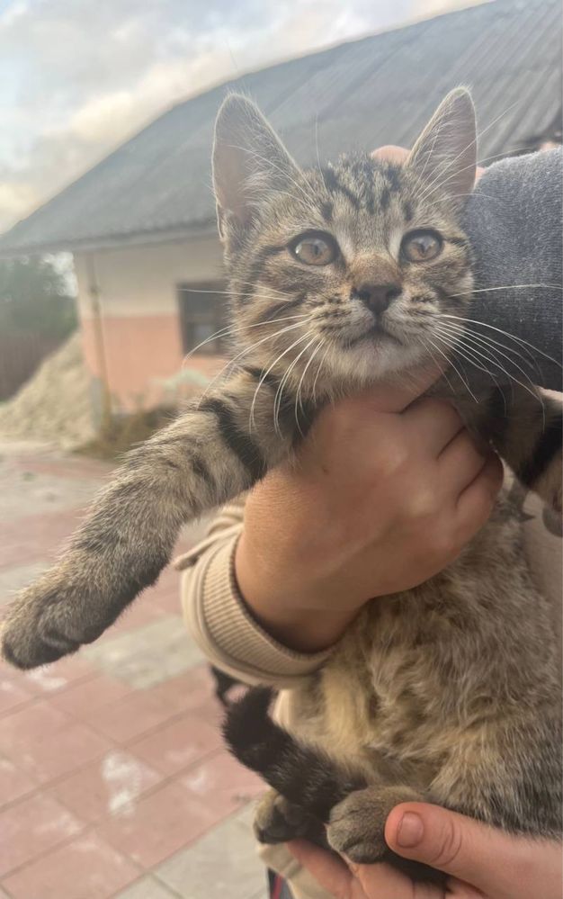 Котики в добрі руки БЕЗКОШТОВНО