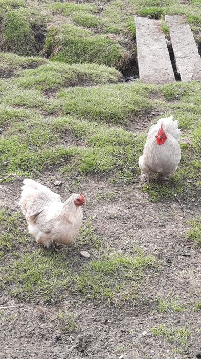 Пара карликових кохинхилів