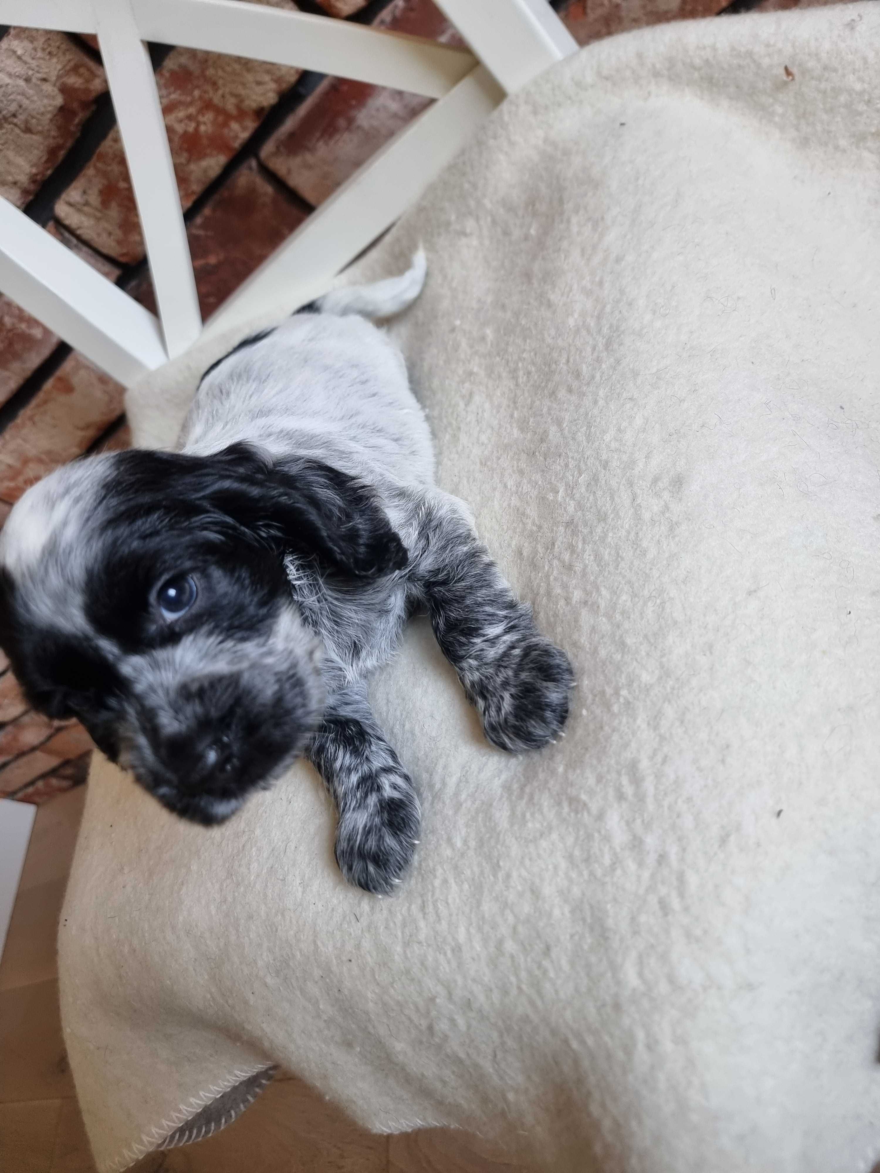 Cocker spaniel angielski śliczny szczeniaczek do odbioru