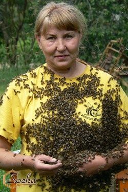 Węza pszczela wlkp 335x235 (5 kg)