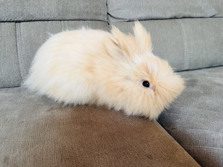 Królik rex Puszek