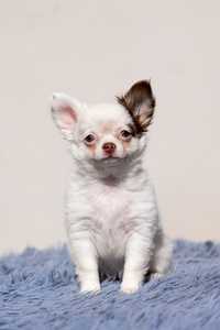 Chihuahua * dziewczynka długowłosa* white&choco gotowa do odbioru