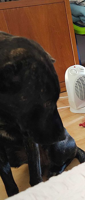 Adoção responsável