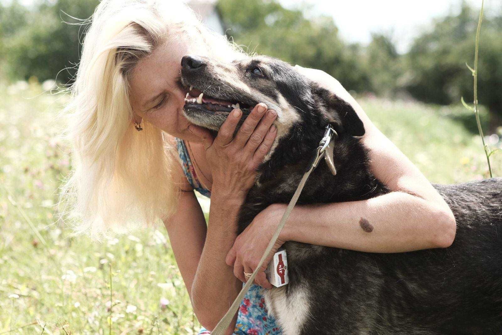 Kajko, piesek uchodźca potrzebuje domu stałego/tymczasowego