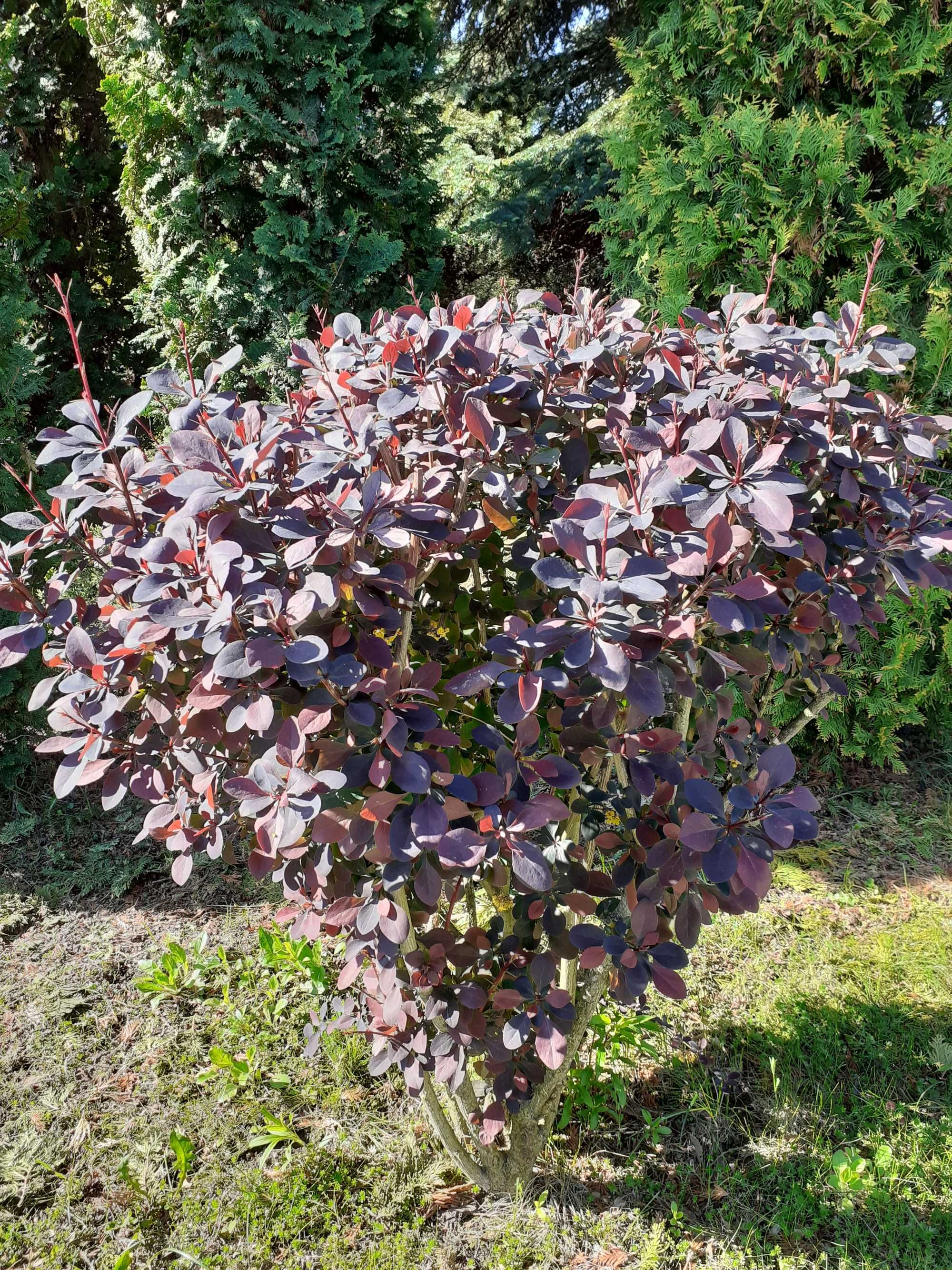 Berberys Thunberga mix, wysyłam