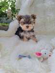 CUDO!!! Mini, FILIGRANOWY, malusieńki Mini Mikey Yorkshire terrier min