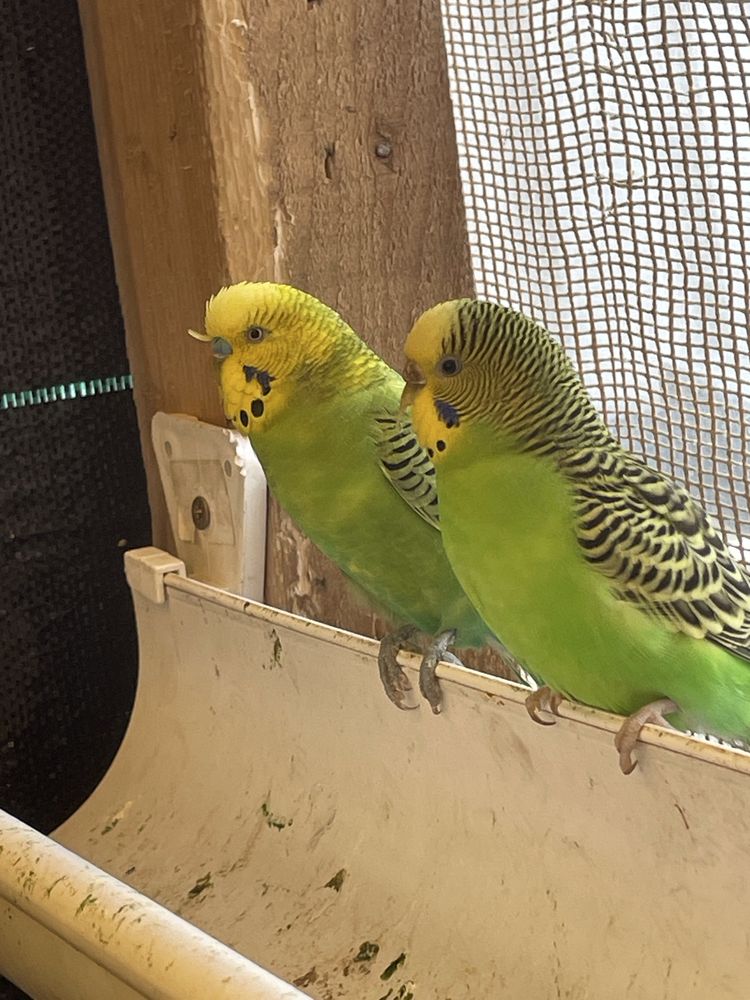 Lote de 16 aves