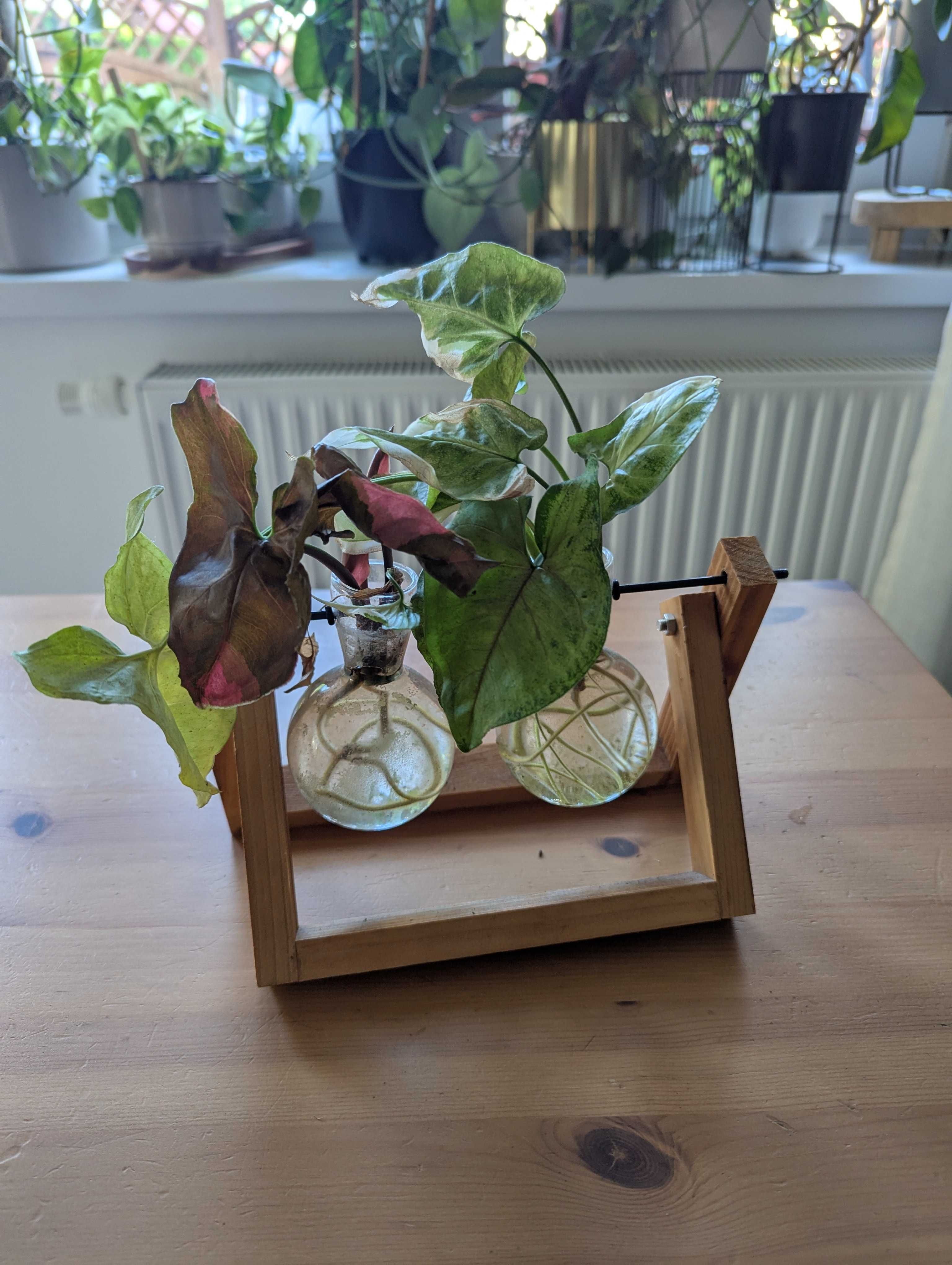 Syngonium różne odmiany