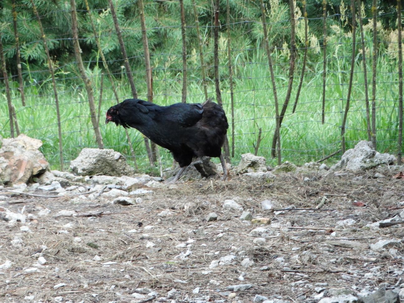 Sprzedam kurę araucana bezogoniastego