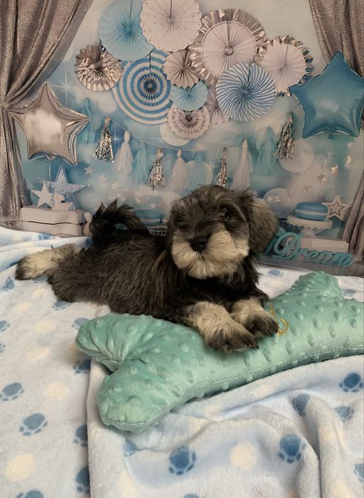 Sznaucer miniwturka minatura miniaturowy