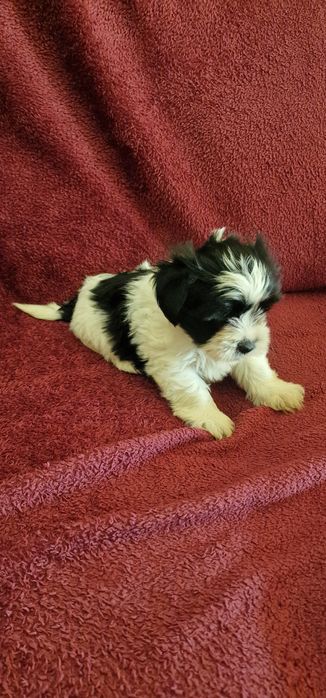 Femea Shih-Tzu LOP e Afixo