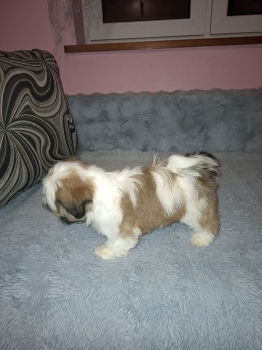 Shih-tzu suczka szczeniak