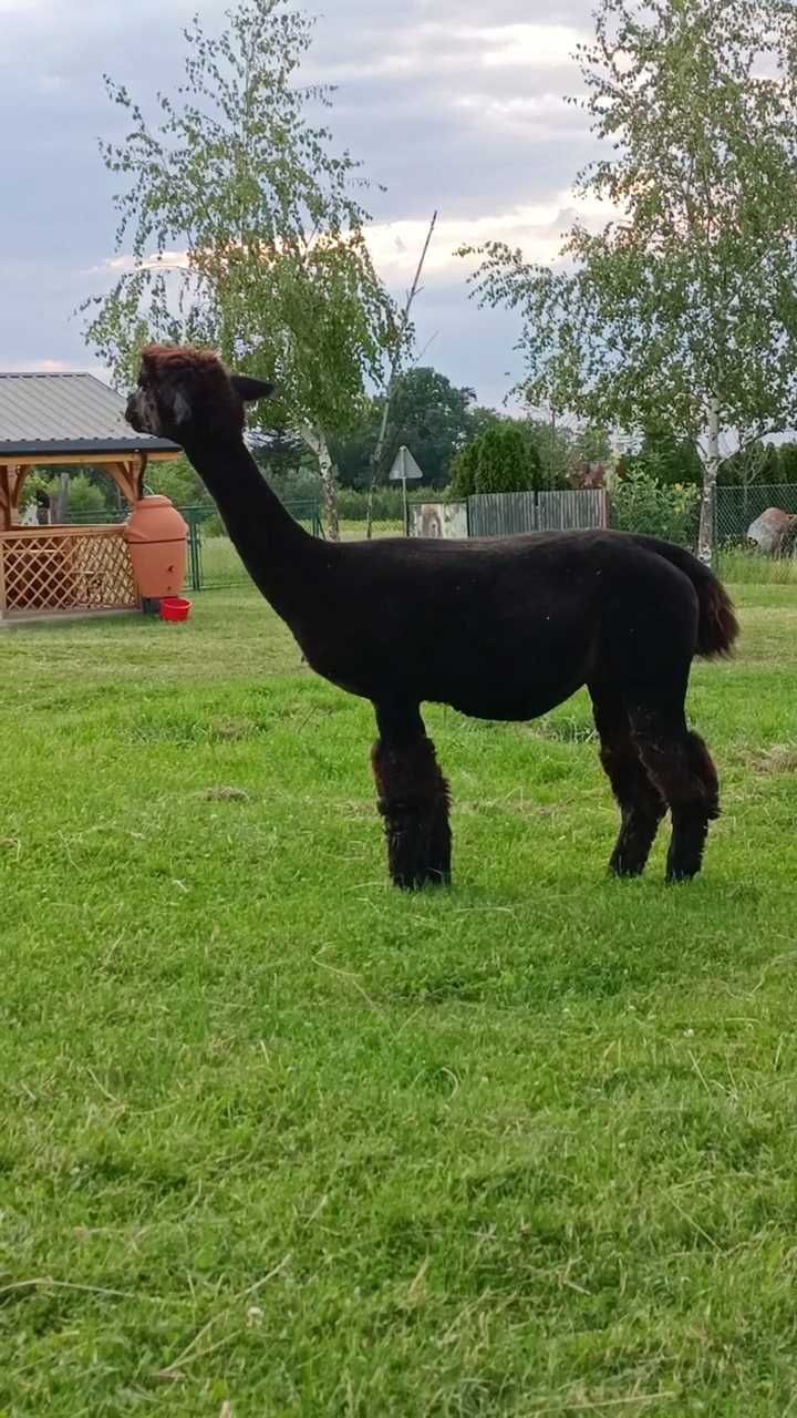 Alpaka huacaya samice,stado