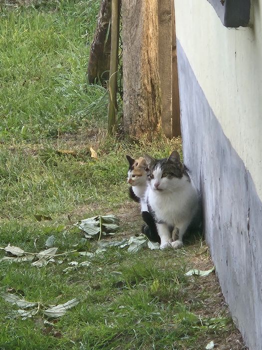 Kotki  oddam w dobre ręce