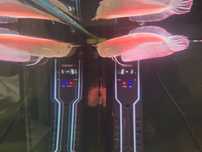 Aruana Albina 15-17cm
