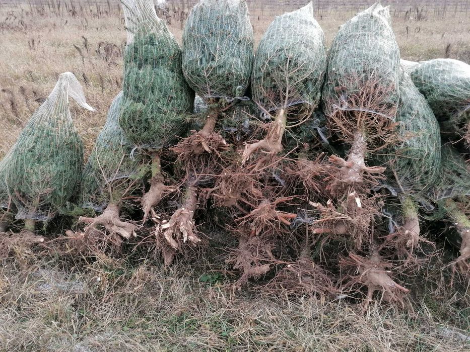 Świerk w donicy Dostawa Puławska 416 Warszawa Choinkownia