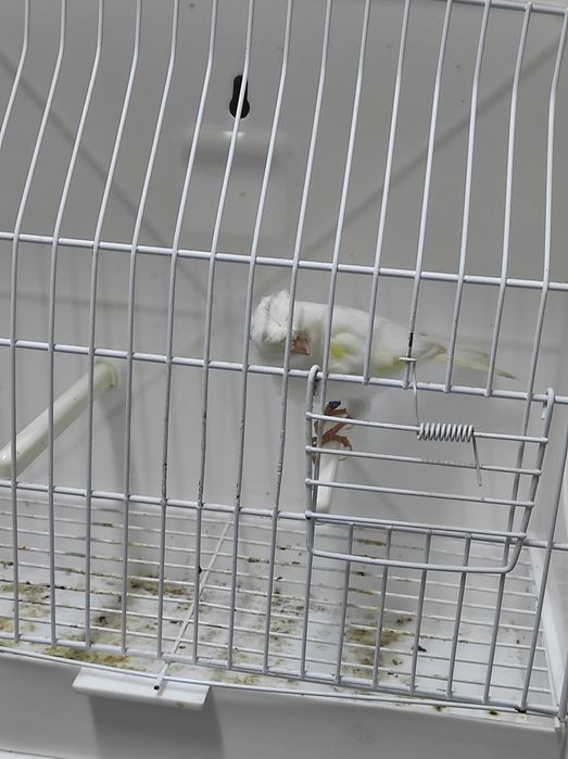 Canários Poupa Alemão