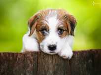 Jack Russell Terrier ZKwP FCI