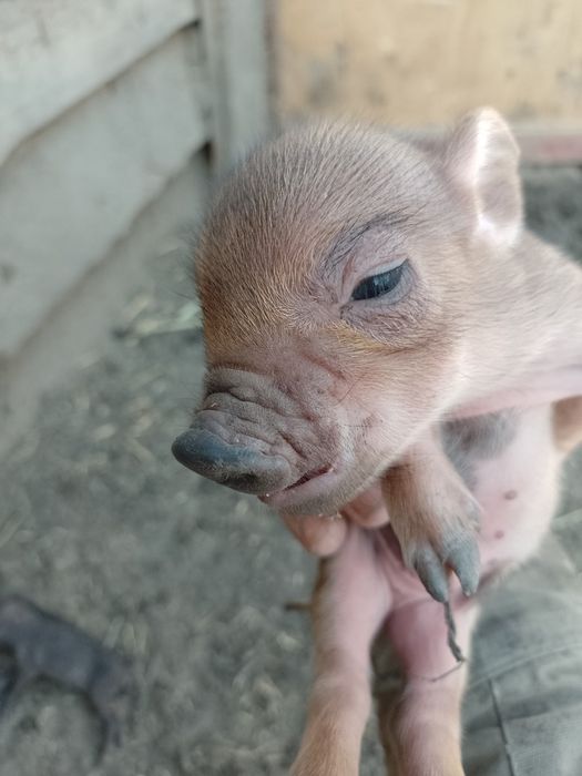 Міні-піг вес 1 кг возраст месяц. Маленькі поросята