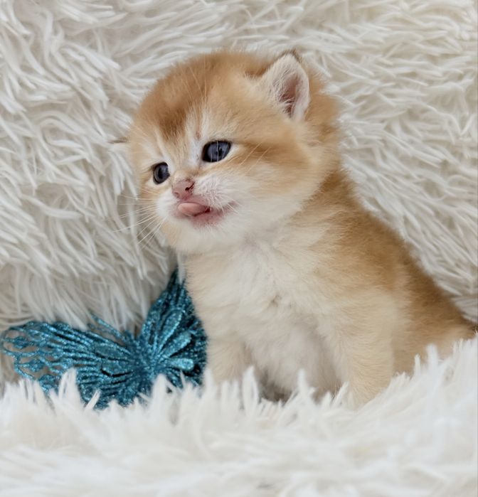 Menino  scottish stright