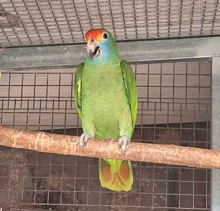 Aves Reprodutoras e adultas - Papagaios, Araras e Guarubas