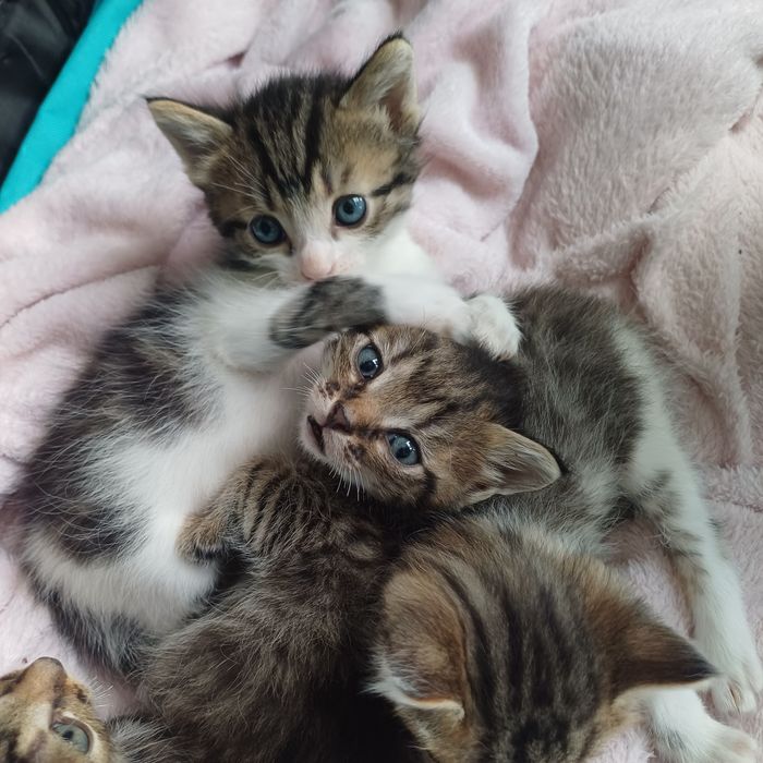 Котята в хорошие руки Невские маскарадные.