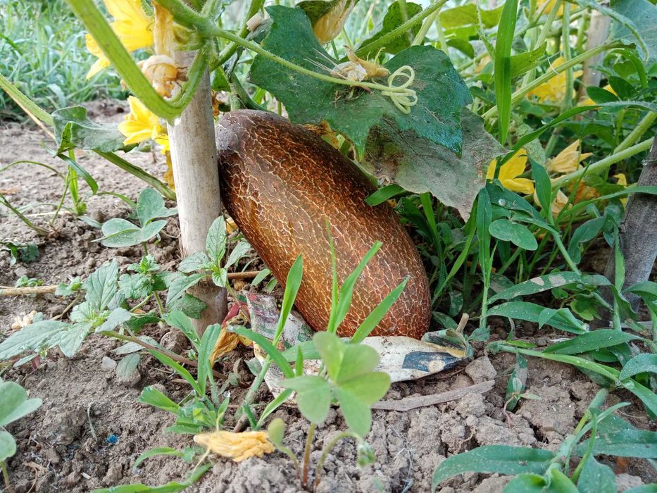 10 Sementes de Pepino Sikkim - Cucumis sikkimensis