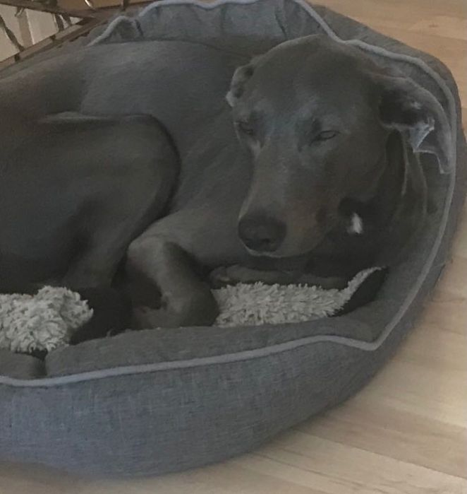 Собака у добрі руки