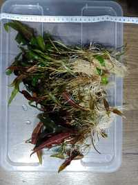 Kryptokoryna affinis/Zwartka malajska